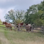 Wanderung Tour "Bisongehege"