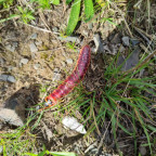 Wandernadel Tour "Elverstein"