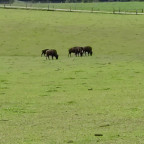 Wanderung Tour "Bisongehege"