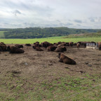 Wanderung Tour "Bisongehege"