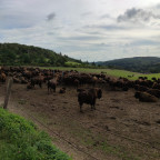 Wanderung Tour "Bisongehege"