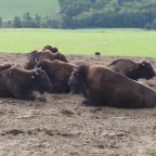 Wanderung Tour "Bisongehege"