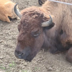 Wanderung Tour "Bisongehege"