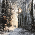 Tour "Burgberg Bad Harzburg"