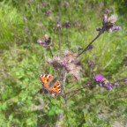 Wanderung Tour Königskrug